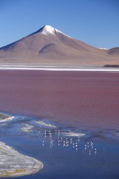 red lagoon in bolivia