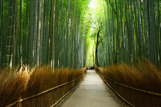 bamboo groove