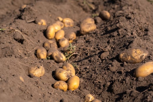 Potatoes lying in the field in the garden during the autumn harvest