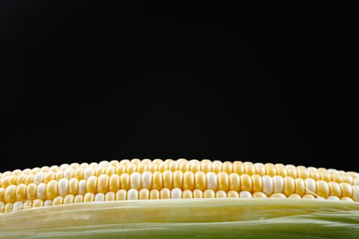 Raw corn in close-up. Corn kernel on black background. View from an angle