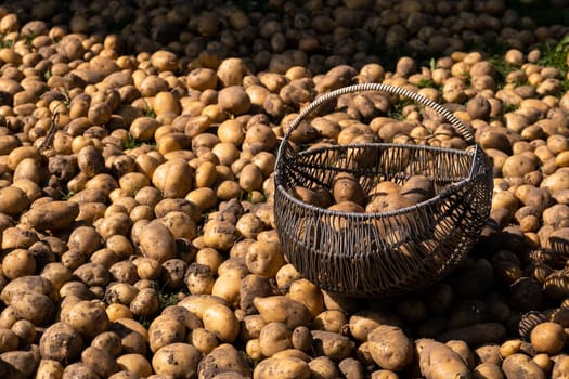 A lot of harvested potatoes are in a pile and in a basket. Autumn harvest