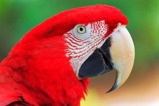 Red Parrot macaw tropical bird on nature, Pantanal wetlands, Brazil