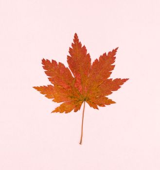 A Red maple leaf isolated on pink colour background.