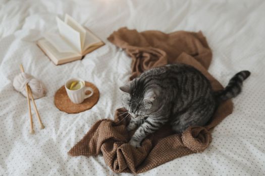 Cute tabby cat in bed on warm blanket. Hygge concept. Lazy weekend 
