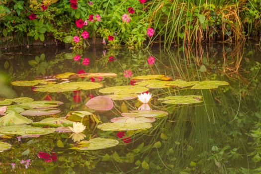 Monet Water Garden, lilly pads landscape in Giverny, France