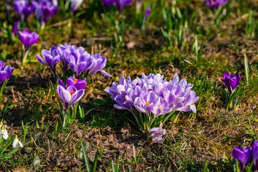 Purple crocuses are early bloomers that indicate a romantic spring