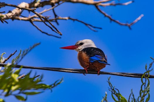 A colorful kingfisher with a distinctive red beak sits on a cable, Cabo Verde