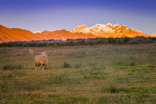 Lonely Sheep and Huascaran in Cordillera Blanca at sunrise, snowcapped Andes