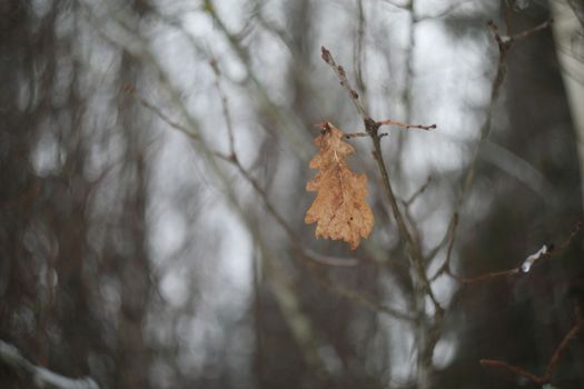 Oak Leaf. Lonely yellow oak leaf on a branch. One oak leaf on a branch in autumn or winter