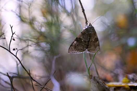 Beautiful brocade moth or Lacanobia contigua in the autumn forest