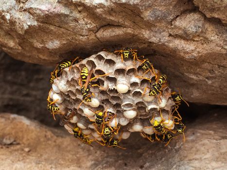Close up shot of a wasps nest with a swarming hive. 