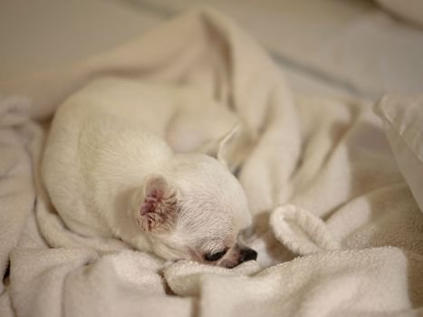 A cute chihuahua under blanket in bed dreaming sweet dreams .