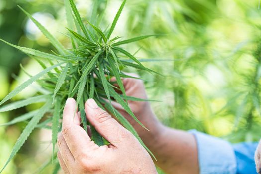 Cannabis, marijuana and Cannabinoids plant, alternative herb medical concept.