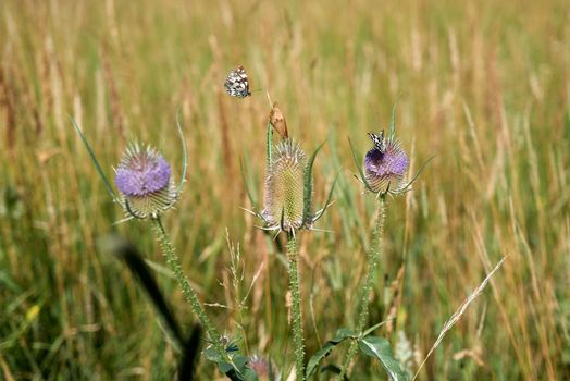Flowering thistles with butterflies IV
