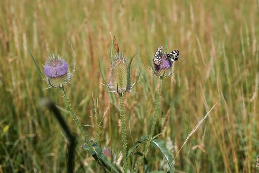 Flowering thistles with butterflies V