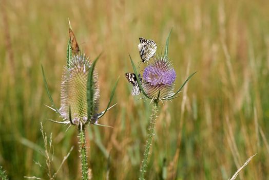 Flowering thistles with butterflies