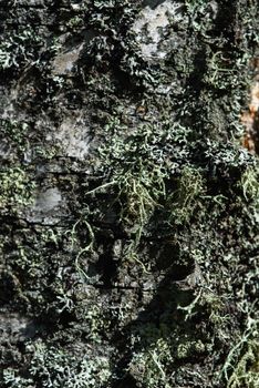 Moss and lichen on birch tree bark.