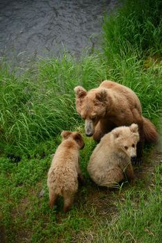 bear cubs in katmai