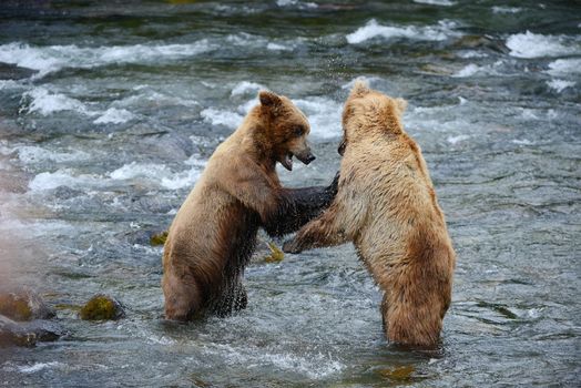 grizzly bear fight