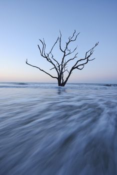 dead tree on beach