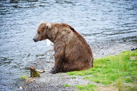 grizzly bear hunting salmon