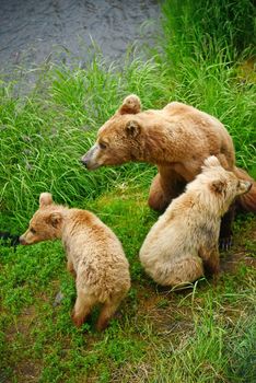 bear cubs in katmai