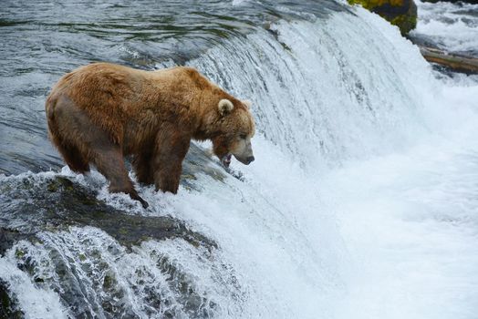 grizzly bear hunting salmon