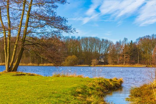 Natural panorama view lake pathway green plants trees forest Germany.