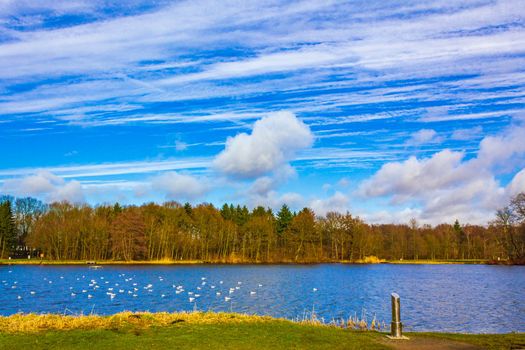 Natural panorama view lake pathway green plants trees forest Germany.