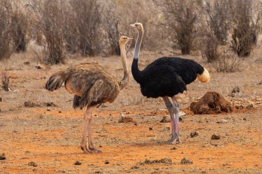 Male and female Masai ostrich