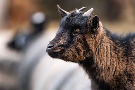 African pygmy goat portrait