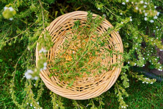 Harvest of spicy fragrant savory plant in a basket, in the garden