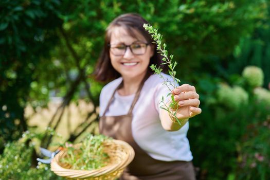 Spicy fragrant savory herb in hands of woman, harvesting in summer garden
