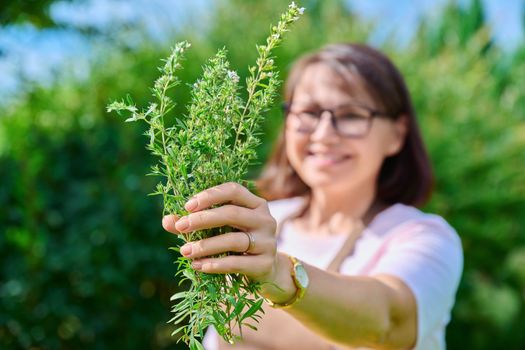 Spicy fragrant savory herb in hands of woman, harvesting in summer garden