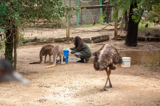 A zoo employee girl feeds a kangaroo at the zoo