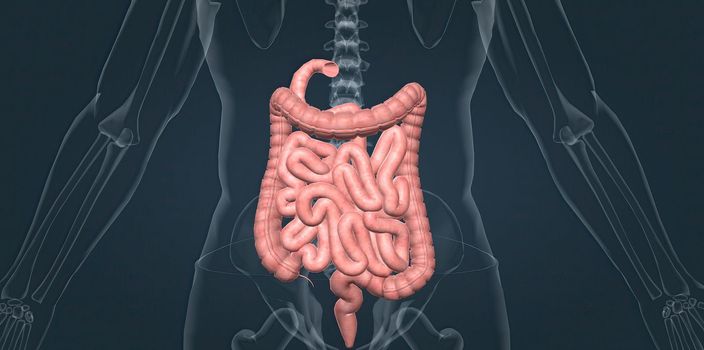 The small intestine is connected to the large intestine, also called the colon.