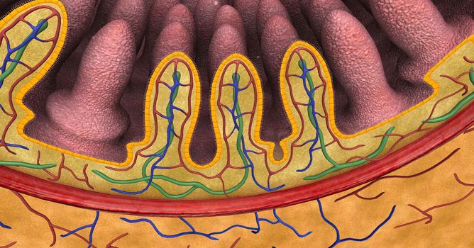 intestinal villi (singular: villus) are small, finger-like projections that extend into the lumen of the small intestine