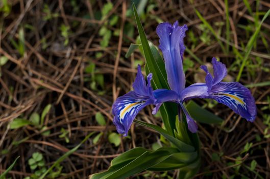 winter lily, Iris planifolia,