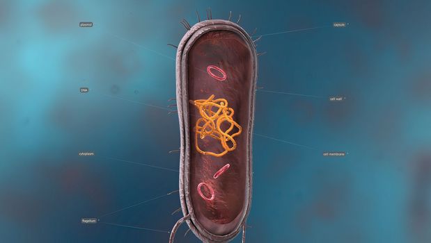 Bacteria are a simple form of life known as prokaryotes.