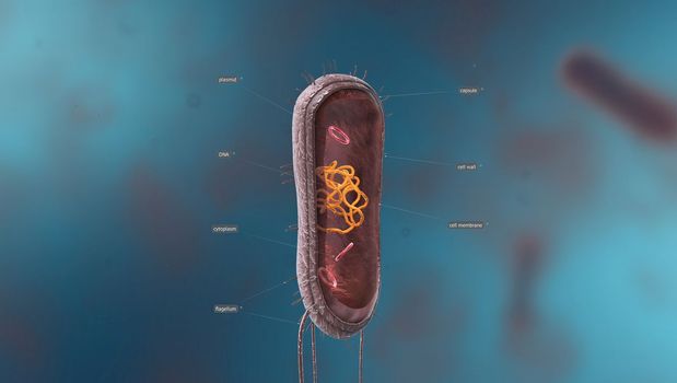 Bacteria are a simple form of life known as prokaryotes.