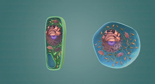 The structure of Plant and Animal Cells