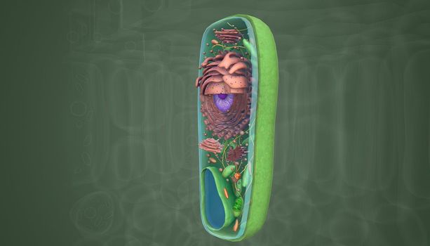The cell is the basic unit of life. Plant cells are surrounded by a thick, rigid cell wall.