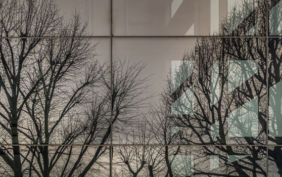 Reflection of Bare tree branches in the windows of a modern building. 