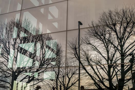 Reflection of Bare tree branches in the windows of a modern building.