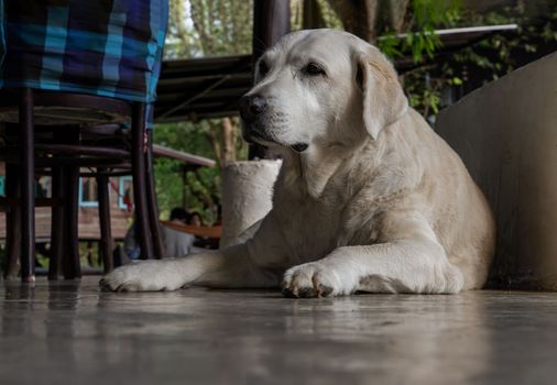 A white labrador retriever dog portrait sitting comfortable in relax time on concrete floor. 