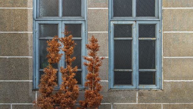 Shabby light blue wooden glass windows on bricks textured wall and trees with orange leaves in front windows. 