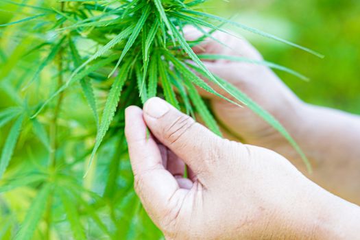 Cannabis, marijuana or marihuana leaf, cbd, thc used as drug, intoxicant, or alternative medicine.