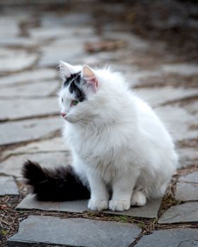 White female stray cat with black tail
