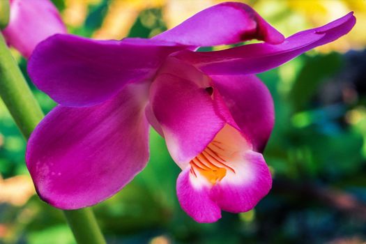 Roempler Eulophiella Orchid