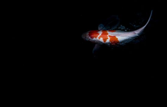 Koi Fish or Koi Carp swimming inside the fish pond background, Japanese fish species, Many colorful patterns, No focus, specifically.